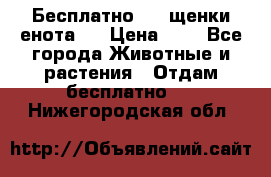 Бесплатно !!! щенки енота!! › Цена ­ 1 - Все города Животные и растения » Отдам бесплатно   . Нижегородская обл.